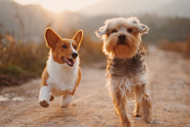 Perros felices jugando juntos